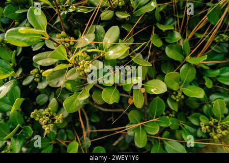 Rhaphiolepis umbellata ou Hawthorne sans fleurs. Photo de haute qualité Banque D'Images