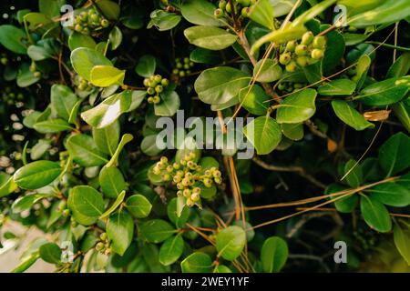 Rhaphiolepis umbellata ou Hawthorne sans fleurs. Photo de haute qualité Banque D'Images