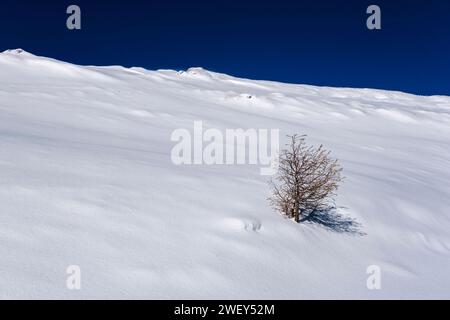 Structures de neige dérivante et un mélèze solitaire sur une colline dans le Val Venegia au-dessus du col Passo Rolle en hiver. Banque D'Images