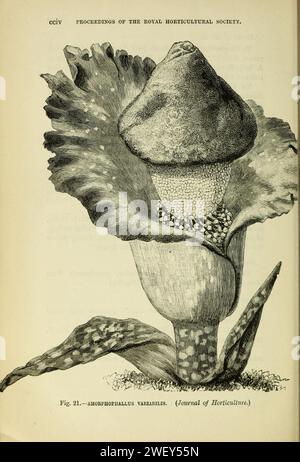 Amorphophallus variabilis Journal of the Royal Horticultural Society of London vol 20 1896. Banque D'Images