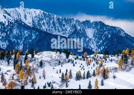 Pins et mélèzes jaunes poussant sur les pentes vallonnées du Passo Sella Pass, crêtes des montagnes Dolomiti au loin, en hiver. Banque D'Images