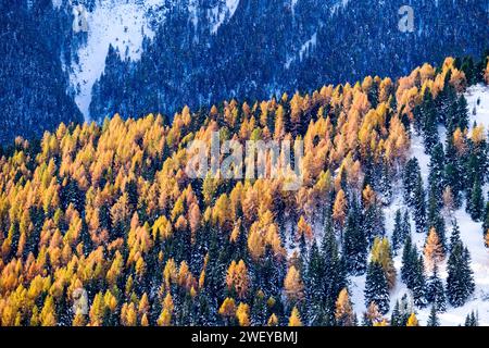 Pins et mélèzes jaunes poussant sur les pentes vallonnées du Passo Sella Pass, crêtes des montagnes Dolomiti au loin, en hiver. Banque D'Images