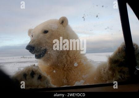 L'ours polaire, Ursus maritimus, regarde curieusement le camion, 1002 plaine côtière de l'Arctic National Wildlife refuge, Alaska Banque D'Images