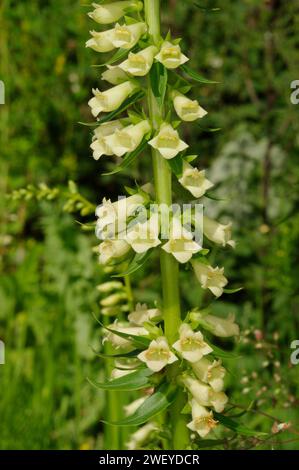 Digitalis lutea 'Small Yellow Foxglove' [ex. Alpes-Maritimes 1410 M., France] Banque D'Images