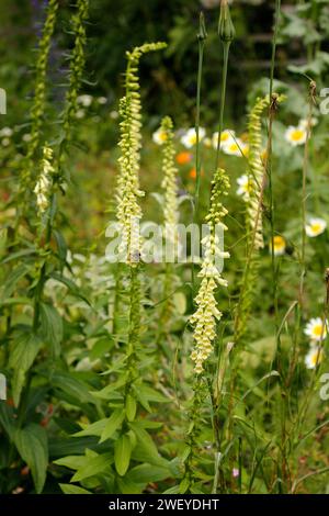 Digitalis lutea 'Small Yellow Foxglove' [ex. Alpes-Maritimes 1410 M., France] Banque D'Images