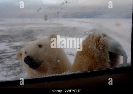 L'ours polaire, Ursus maritimus, regarde curieusement le camion, 1002 plaine côtière de l'Arctic National Wildlife refuge, Alaska Banque D'Images