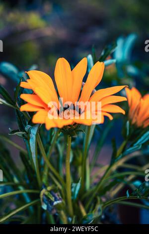 macrophotographie de fleurs avec de grands détails et une grande couleur Banque D'Images