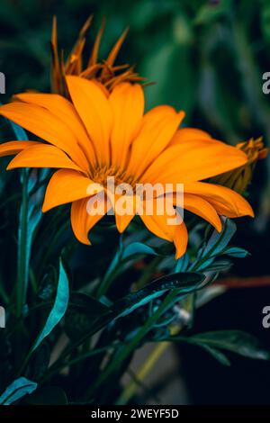 macrophotographie de fleurs avec de grands détails et une grande couleur Banque D'Images