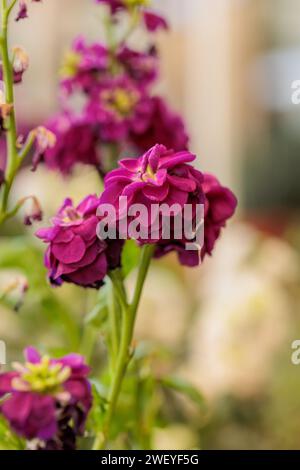 macrophotographie de fleurs avec de grands détails et une grande couleur Banque D'Images