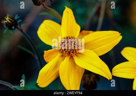 macrophotographie de fleurs avec de grands détails et une grande couleur Banque D'Images