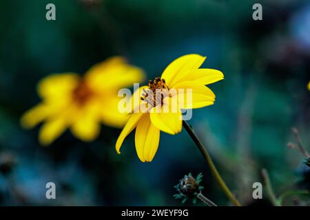 macrophotographie de fleurs avec de grands détails et une grande couleur Banque D'Images