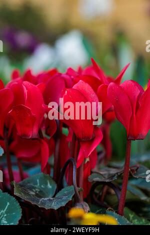 macrophotographie de fleurs avec de grands détails et une grande couleur Banque D'Images