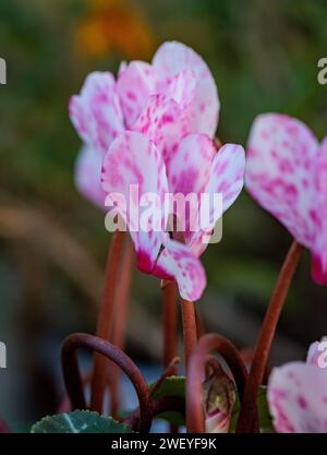 macrophotographie de fleurs avec de grands détails et une grande couleur Banque D'Images