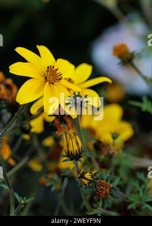 macrophotographie de fleurs avec de grands détails et une grande couleur Banque D'Images