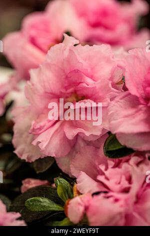 macrophotographie de fleurs avec de grands détails et une grande couleur Banque D'Images