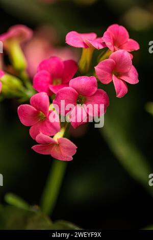 macrophotographie de fleurs avec de grands détails et une grande couleur Banque D'Images