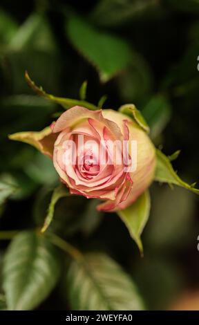 macrophotographie de fleurs avec de grands détails et une grande couleur Banque D'Images