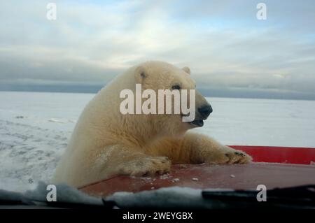 L'ours polaire, Ursus maritimus, regarde curieusement le camion, 1002 plaine côtière de l'Arctic National Wildlife refuge, Alaska Banque D'Images