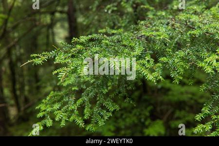 Plantes de la forêt tropicale à Ketchikan, Alaska Banque D'Images