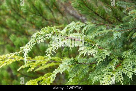 Plantes de la forêt tropicale à Ketchikan, Alaska Banque D'Images