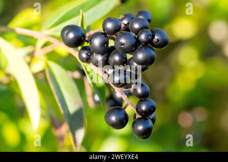 Privet commun (ligustrum vulgare), gros plan montrant les baies mûres et noires ou les fruits qui apparaissent sur l'arbuste au début de l'automne. Banque D'Images