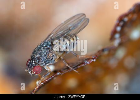 Mouche commune des fruits, Drosophila sp., sur les aliments pourris. Banque D'Images