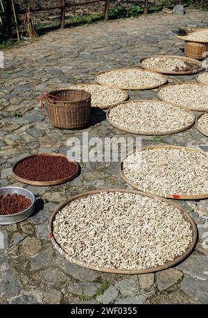 Séchage de la récolte et du grain dans la cour d'un Hakka Tulou (bâtiment en terre battue et bois) dans le comté de Nanjing, Fujian, Chine Banque D'Images