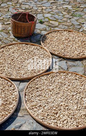 Séchage de la récolte et du grain dans la cour d'un Hakka Tulou (bâtiment en terre battue et bois) dans le comté de Nanjing, Fujian, Chine Banque D'Images