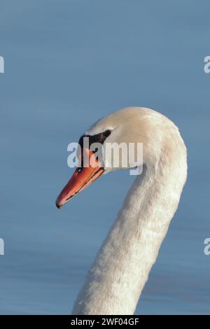 cygne blanc gracieux Banque D'Images