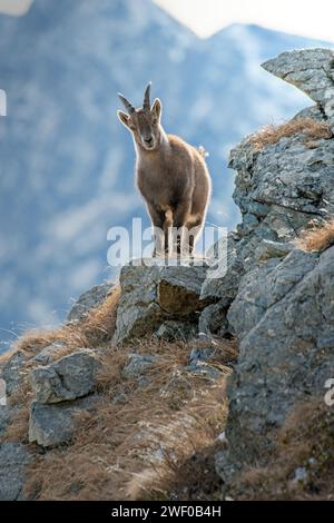 Bouquetin alpin femelle (Capra Ibex) debout sur des rochers dans son habitat typique, posant dans le paysage de haute montagne, montagnes des Alpes, Italie. Janvier. Banque D'Images