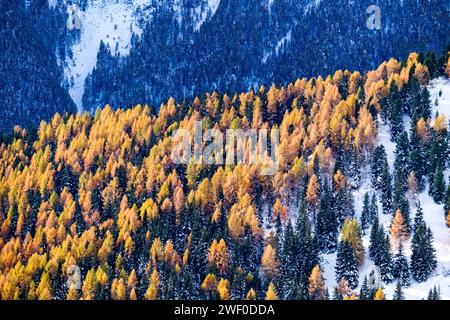 Pins et mélèzes jaunes poussant sur les pentes vallonnées du Passo Sella Pass, crêtes des montagnes Dolomiti au loin, en hiver. Canazei Trentino-Alt Banque D'Images