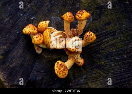 Groupe de pholiota doré ( Pholiota aurivella ). Les champignons poussent sur un arbre mort Banque D'Images