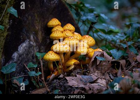 Groupe de pholiota doré ( Pholiota aurivella ). Les champignons poussent sur un arbre mort Banque D'Images