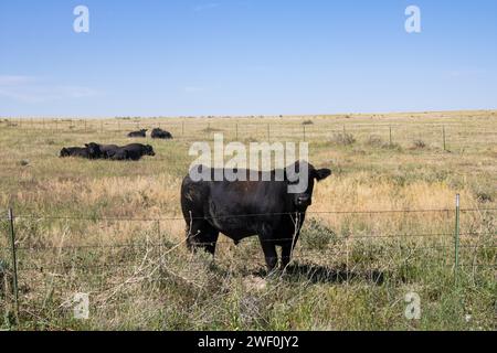 Grand bul noir sur une herbe dans Grear Plains Banque D'Images