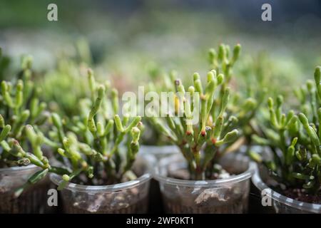 Les pousses de Hatiora Salicornioides ont également connu un os dansant, cactus de Pâques dans la pépinière gros plan Banque D'Images