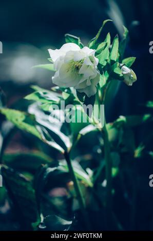 fleurs printanières, fleur blanche d'helleborus et feuilles vertes Banque D'Images