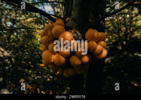 Cyttaria hariotii est un champignon comestible communément appelé llao llao et pan de indio. Photo de haute qualité Banque D'Images