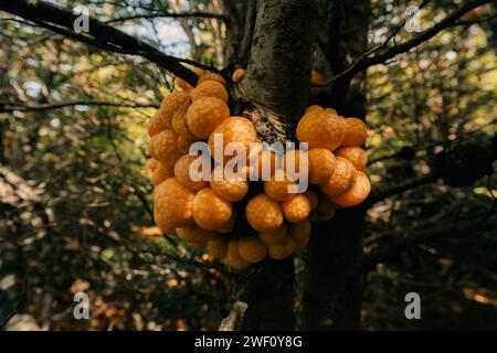 Cyttaria hariotii est un champignon comestible communément appelé llao llao et pan de indio. Photo de haute qualité Banque D'Images