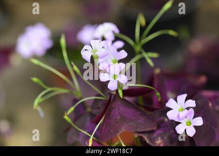 Fleurs Oxalis triangularis et trèfle violet dans le jardin. Banque D'Images