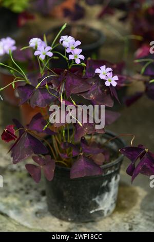 Fleurs Oxalis triangularis et trèfle violet dans le jardin. Banque D'Images