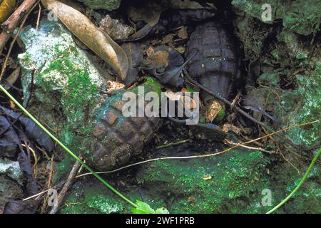 Grenades américaines abandonnées de la Seconde Guerre mondiale Mk 2 laissées dans la jungle depuis la bataille de Peleliu en 1944, guerre du Pacifique. Peleliu, Palaos, Micronésie Banque D'Images