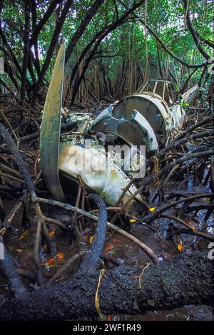 Crashed WW2 Grumman TBF Avenger, 45966 ans, bombardier-torpilleur, dans un marais de mangrove, de la bataille de Peleliu, 1944. Peleliu. Palaos, Micronésie Banque D'Images