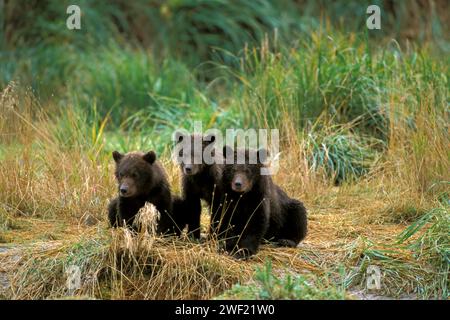 Ours brun, Ursus arctos, grizzli, Ursus horribils, oursons attendant leur mère, côte est du parc national de Katmai, péninsule d'Alaska Banque D'Images