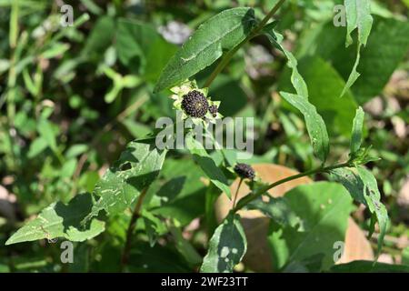 Vue d'un petit amas sec de graines noires d'une plante de fausse Marguerite (Eclipta prostrata) dans une zone de pelouse. Banque D'Images