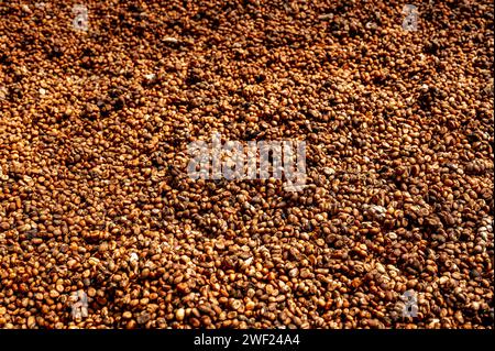 Procédé de production de café Luwak. Les grains de café plein format trempés au soleil, étalés sur des plateaux rustiques, subissent un séchage naturel Banque D'Images