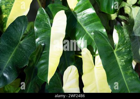 Gros plan sur les feuilles de demi-lune paniquées de Philodendron Burle Marx Banque D'Images