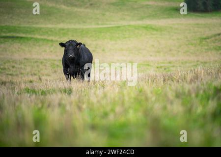 haras taureau de bœuf wagyu de qualité supérieure dans une ferme en plein air nourrie à l'herbe dans un paysage agricole. garnir la viande croustillante Banque D'Images