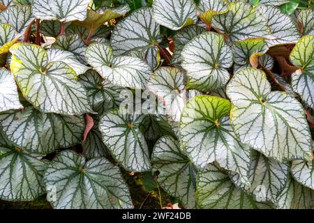 Gros plan de Begonia U400 feuilles endémiques à Penang Malaisie Banque D'Images