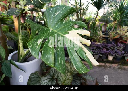 Gros plan de Monstera Thai Constellation Variegated Leaves Banque D'Images