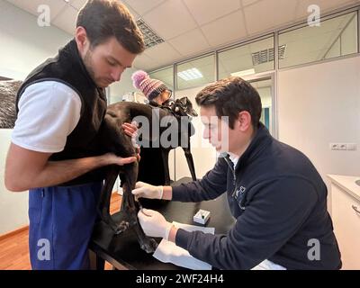 Bozen, Italie. 25 janvier 2024. Le vétérinaire Simon Kirchler (à droite) prélève le sang d'un chien dans son cabinet pour une base de données de gènes de chien. (À dpa: "Combattre les poops - le Tyrol du Sud lance une base de données génétique pour les chiens") crédit : Christoph Sator/dpa/Alamy Live News Banque D'Images